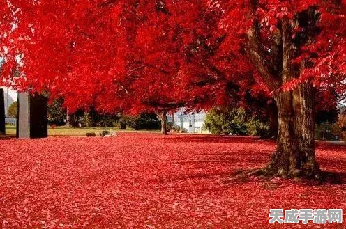 解锁苏州红枫之谜，江南百景图中红枫的等级与用途揭秘