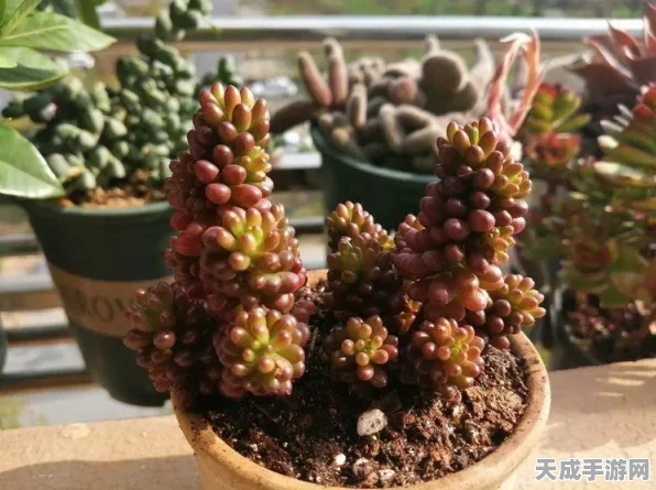 我的世界手游发光浆果获取攻略，点亮你的奇幻世界！