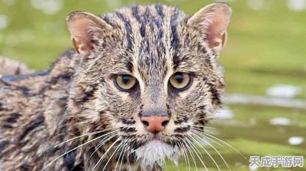 怪物猎人X深度解析，猎猫技能全攻略，解锁狩猎新境界