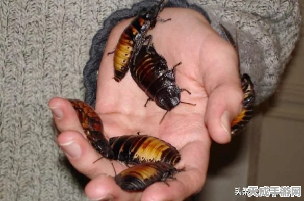 石器时代2宠物对决，人龙属性深度剖析，谁才是你的战斗伙伴？