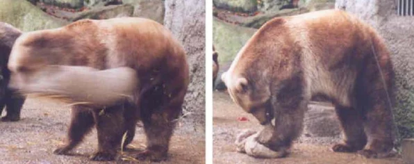 怪物猎人世界，全面解析捕获技巧与实战攻略