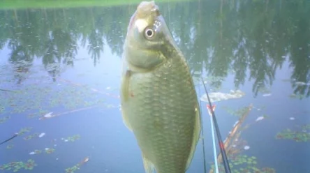 小森生活，精通大马哈鱼垂钓技巧，解锁钓鱼高手成就