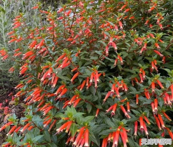 植物大战僵尸2，大爆竹属性深度剖析，爆炸威力与冷却时间全面升级！