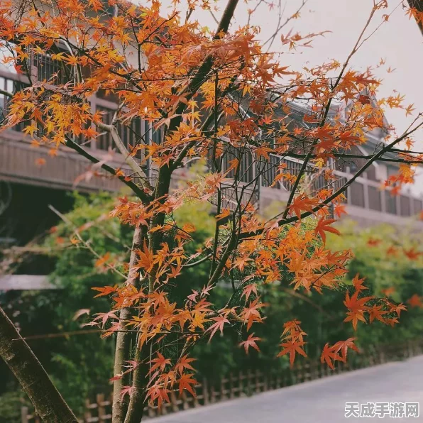 心动小镇钓鱼大赛秘籍，解锁高效垂钓技巧，赢取珍稀鱼种！