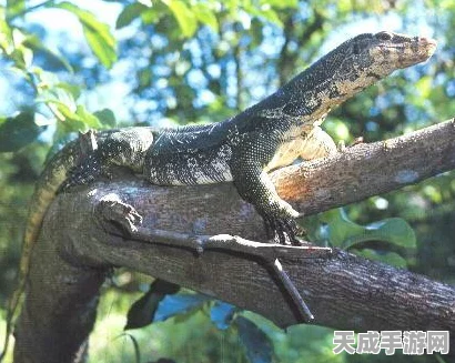 和平精英五爪金龙满级花费大起底，豪华升级路，重金铸就荣耀