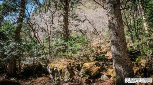 原神竹林秘境，探寻竹材砍伐的最佳地点与技巧