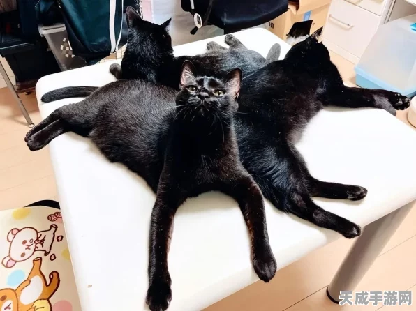 阴阳师手游，揭秘结界卡合成玄学，高效升级攻略大公开！
