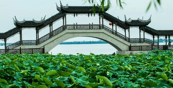 江南百景图攻略揭秘，芡实获取全攻略，助你打造梦幻水乡！