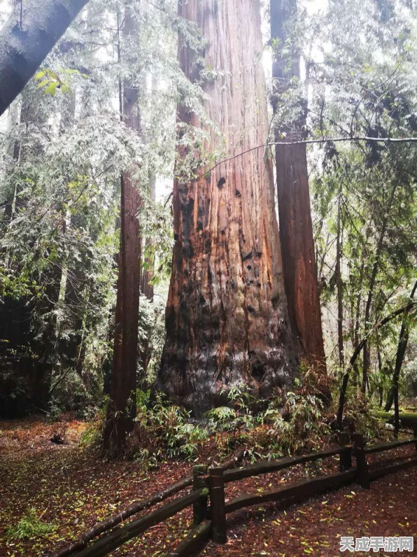 迷你世界探险秘籍，独家揭秘高效采集珍稀红杉果的绝妙策略