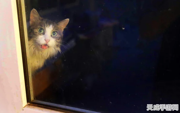 探秘以闪亮之名，夜猫猫隐藏位置大揭秘及最新活动预告