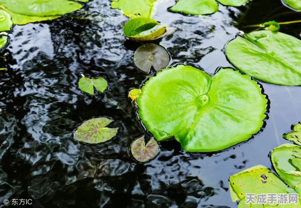 烟雨江湖深度探索，揭秘乞丐神秘行踪与游戏新玩法